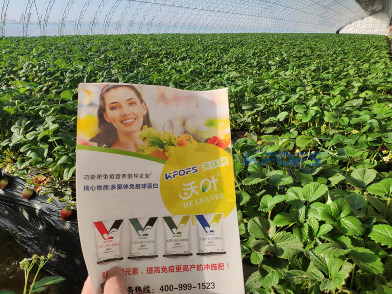 果實(shí)膨大期施肥訣竅-沃葉大量元素草莓.png