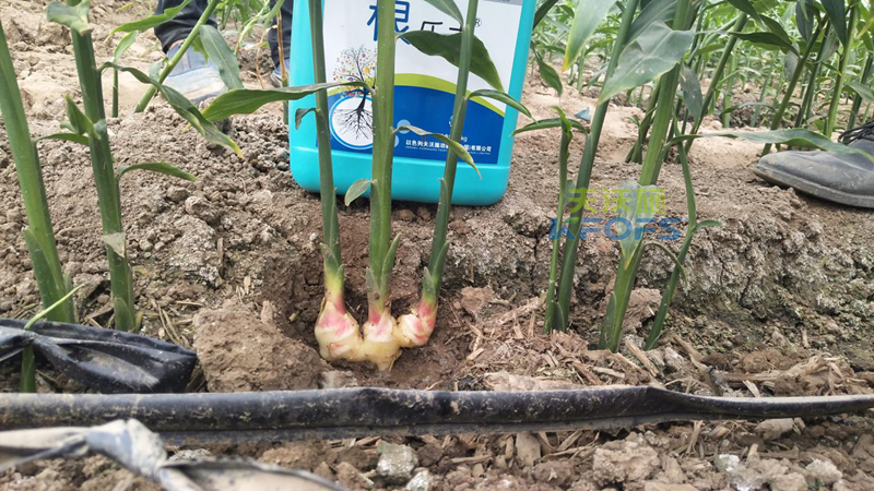 什么品牌的生根劑生根效果好？