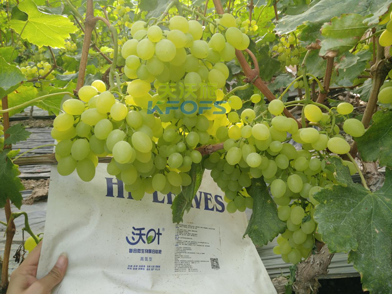 哪種菌肥對(duì)土壤幫助大？