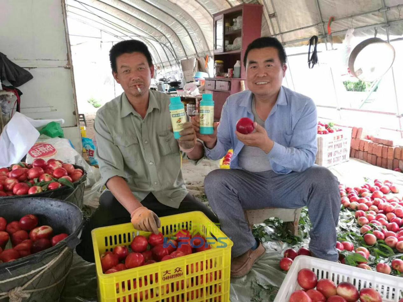 葉面肥什么時候打效果好？記住這幾個節(jié)點！