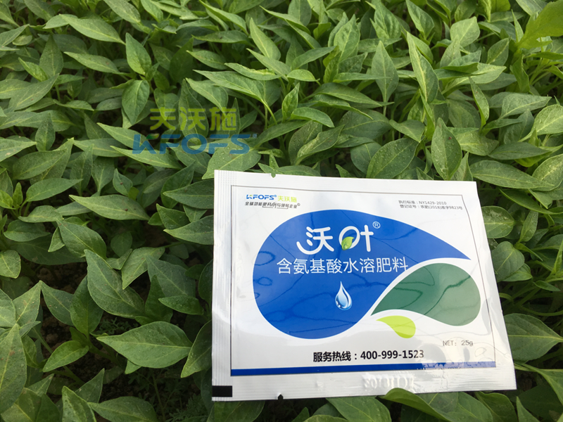 葉面肥什么時(shí)候打效果好-沃葉葉面肥辣椒.png