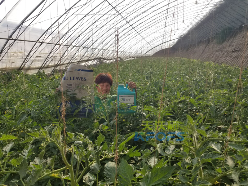 西紅柿使用菌肥好嗎？