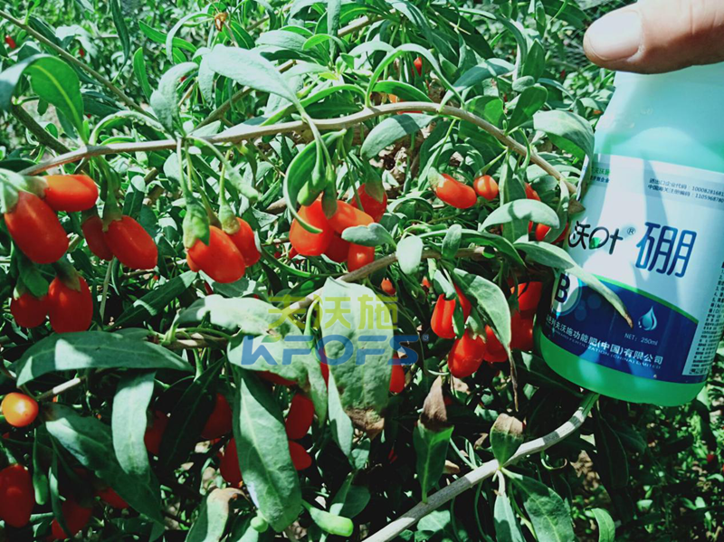 2019年枸杞種植前景如何？