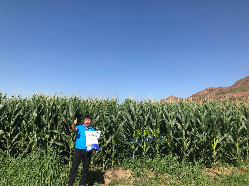 巧用鋅肥解決大問(wèn)題！