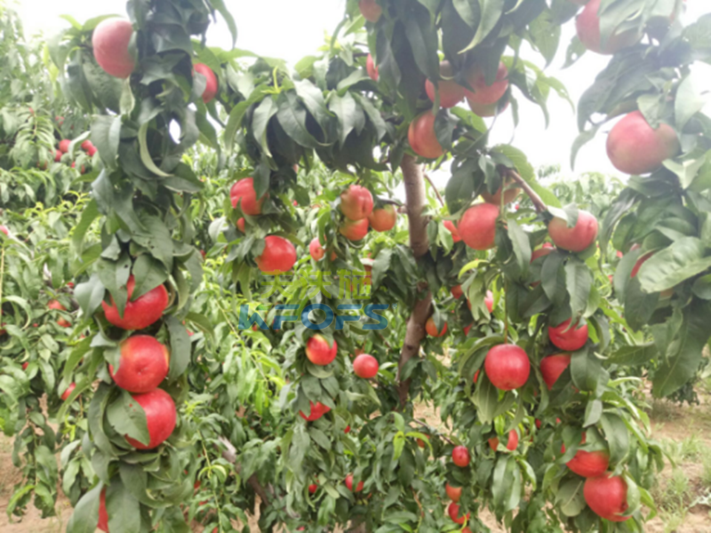 桃樹(shù)沖施肥哪家好？