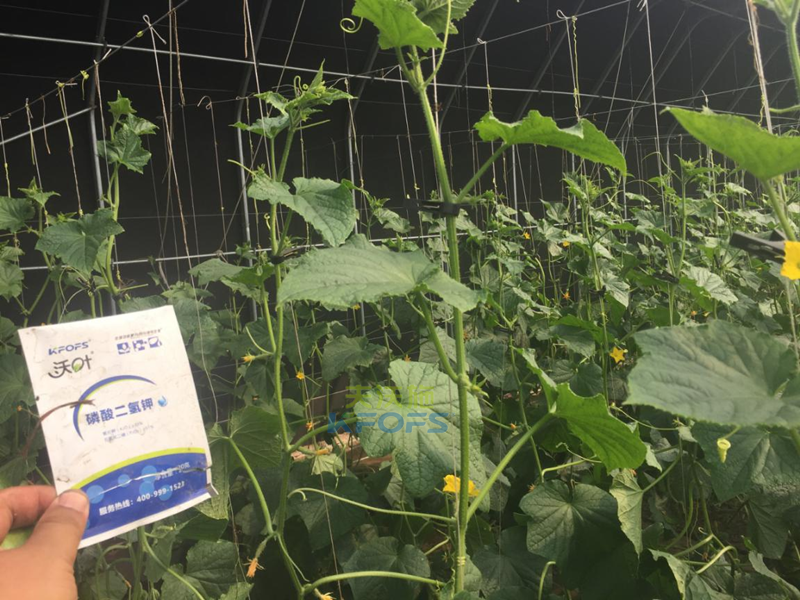 黃瓜噴什么葉面肥莖桿粗壯？