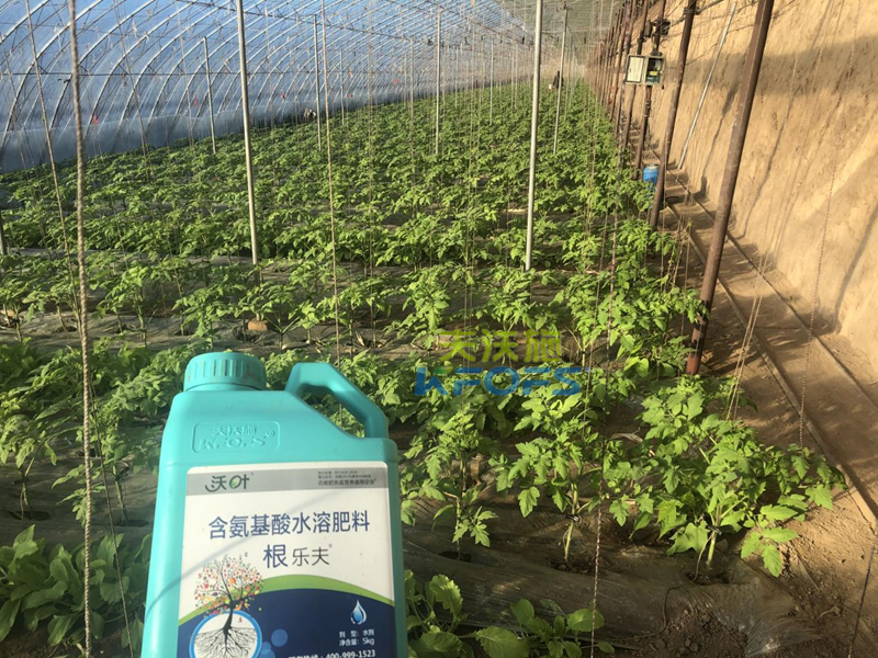 西紅柿苗期施什么肥比較好？