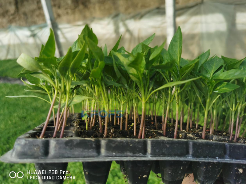 沃葉水溶肥怎么樣？從各方面考證