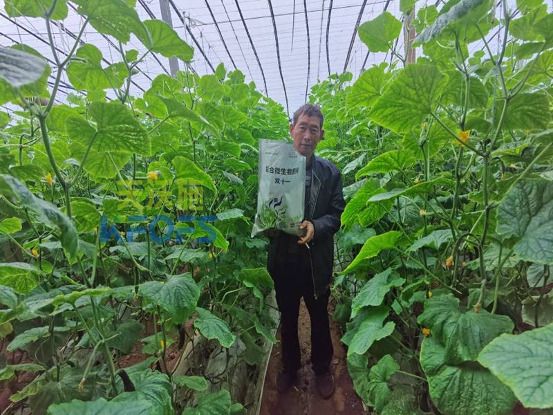 水溶肥在黃瓜結(jié)瓜期如何使用？