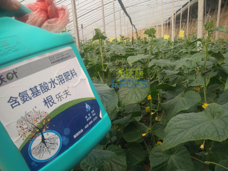 水溶肥調(diào)理黃瓜黃頭，夫沃施有一招！
