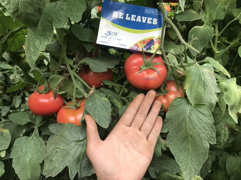 鈣肥的作用？-沃葉西紅柿1.png