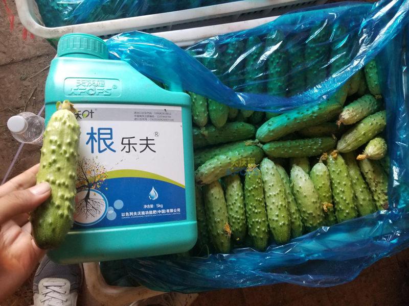 根系、土壤問(wèn)題如何解決？