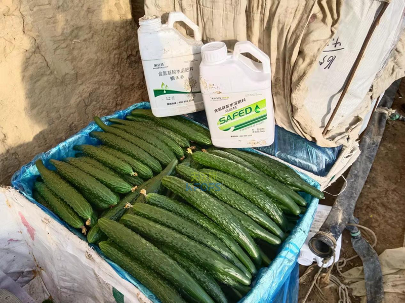 水溶肥的作用，夫沃施帶你了解清楚