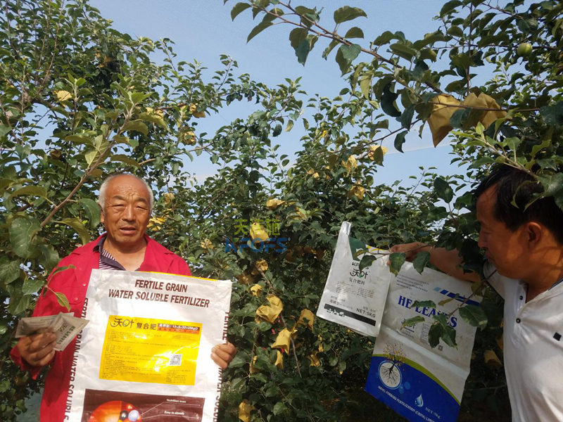 蘋果樹施什么肥好-沃葉蘋果.png