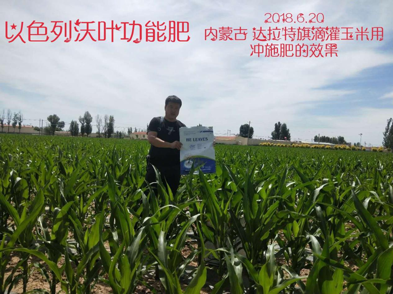 玉米高產(chǎn)施肥技術!