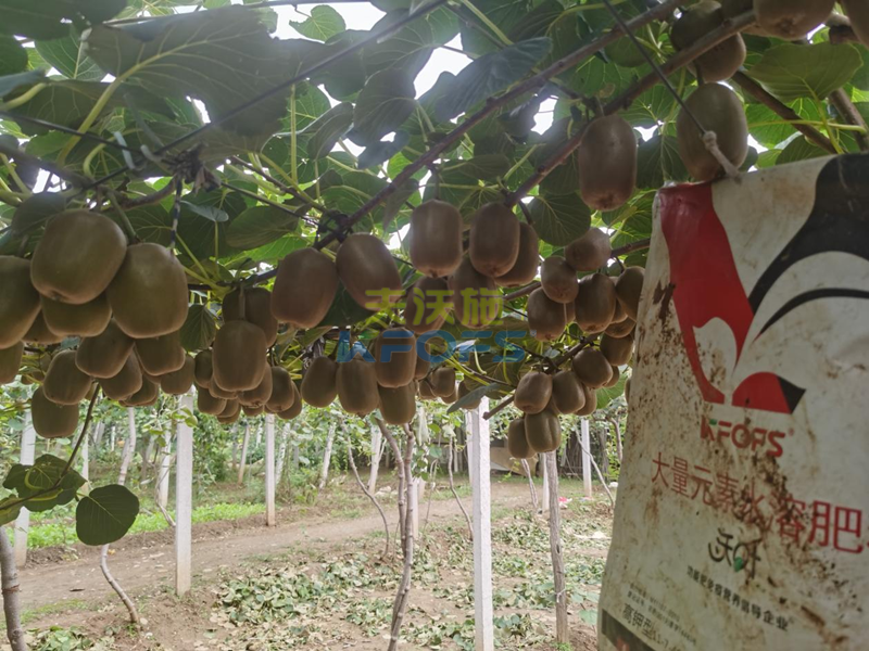 水溶肥如何使用效果更好？