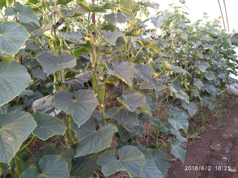 菌肥的正確使用方法？