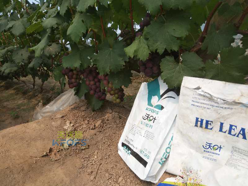 水溶肥在果樹上的施用！