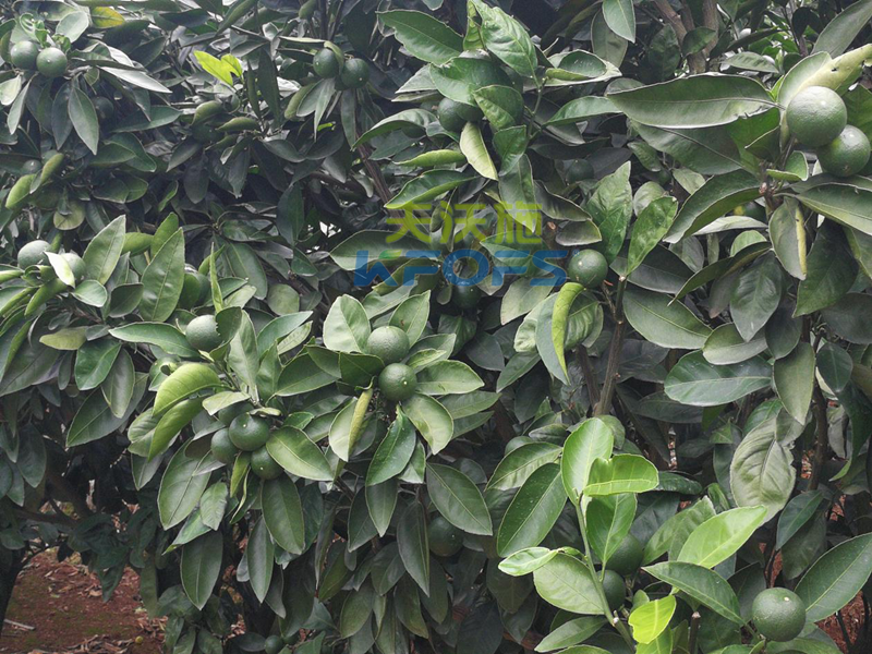 水溶肥哪個(gè)牌子的好