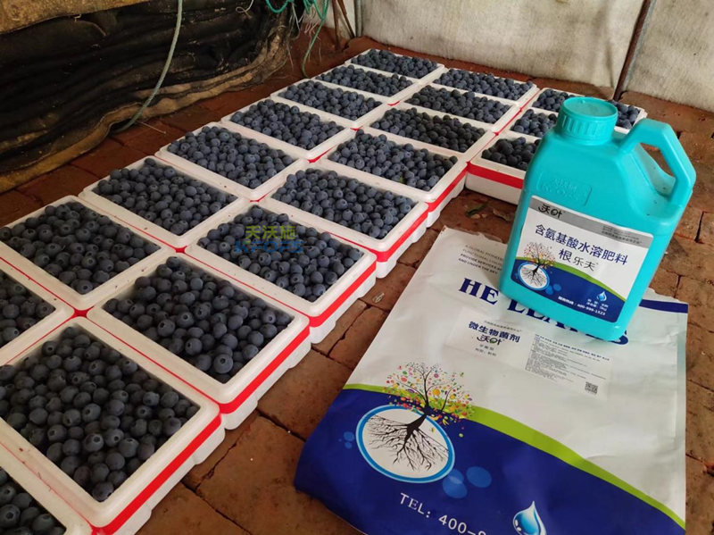 微生物菌劑，張總只認準(zhǔn)沃葉的原因？