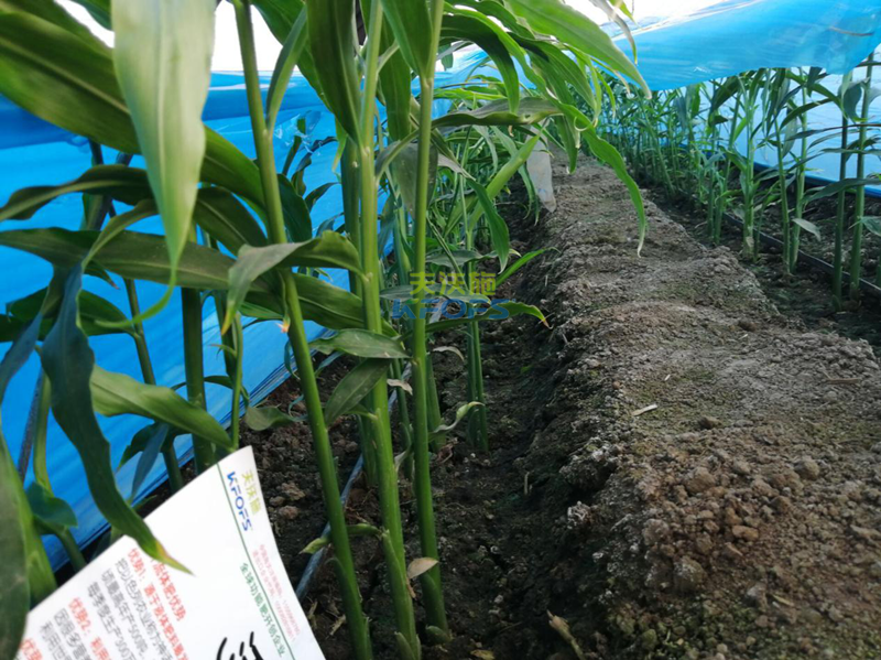 有機(jī)肥料的發(fā)展