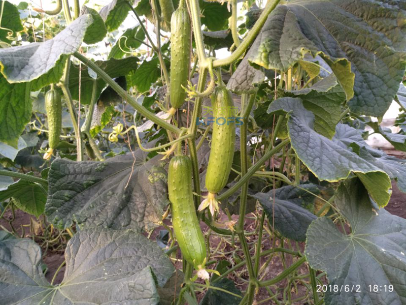 大棚黃瓜怎樣施肥 大棚黃瓜怎樣施肥