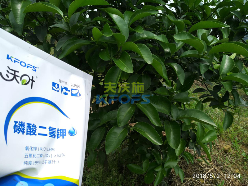 柑橘全年施肥時間表 柑橘全年施肥時間表