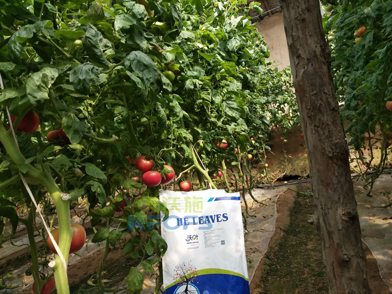 生物菌肥哪家好？