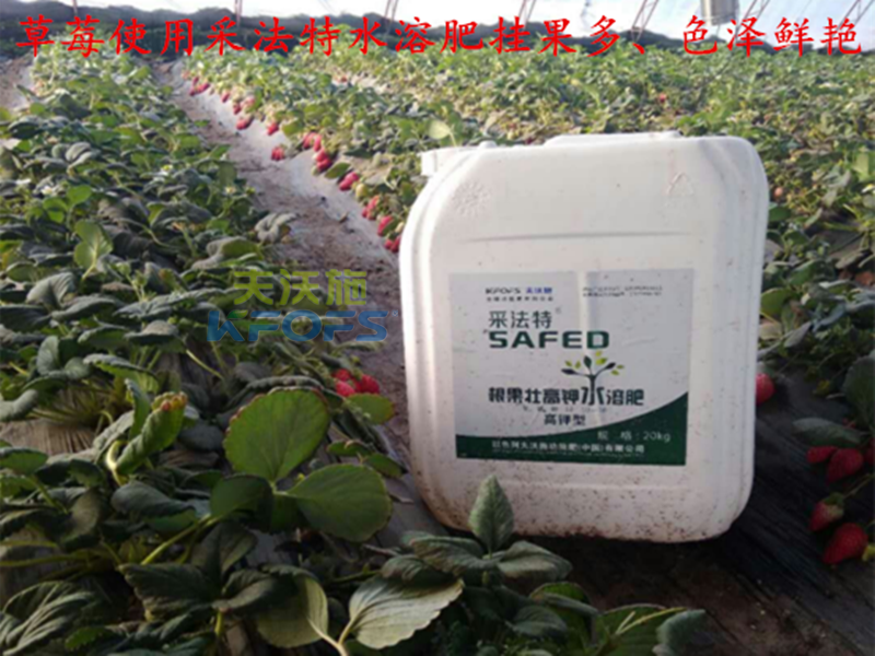 進(jìn)口肥料如何選擇-采法特草莓效果.png