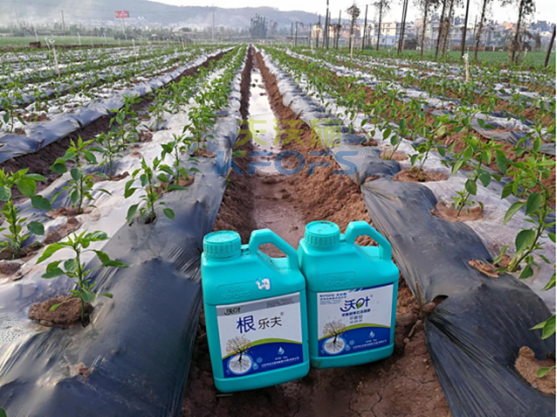 沖施肥如何在蔬菜大棚中使用？