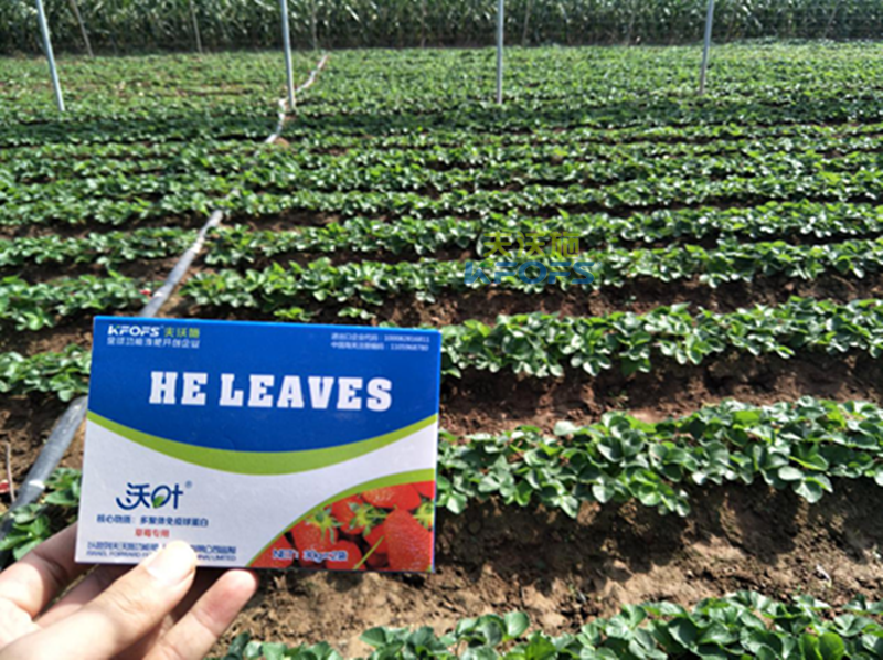 葉面肥有幾種類(lèi)型？.png