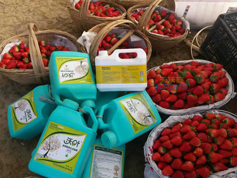 沖施肥如何選擇？