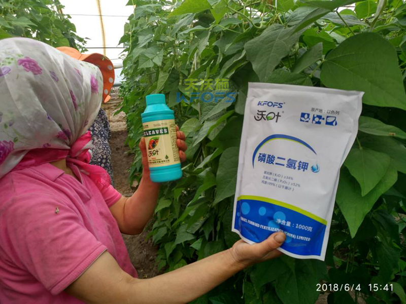豆角需要什么樣的沖施肥？.png
