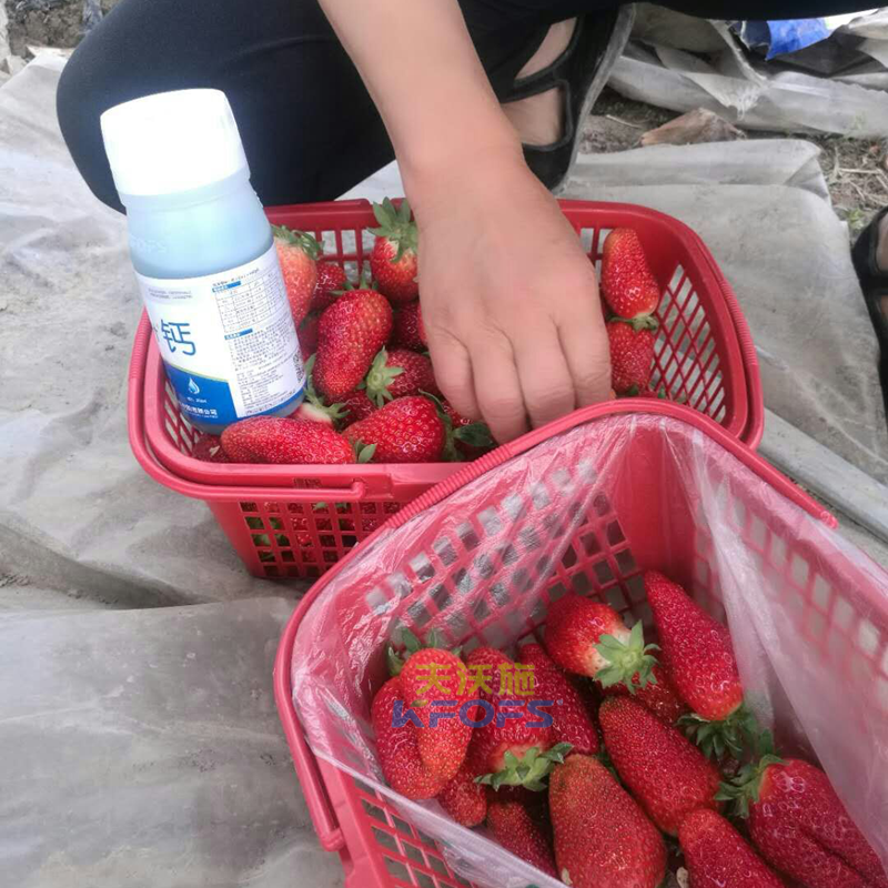 草莓果實膨大期施肥原則及方案！.png