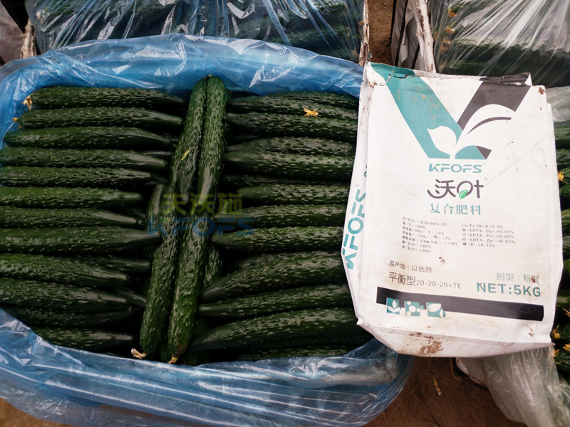 黃瓜用什么肥料產(chǎn)量高？.png