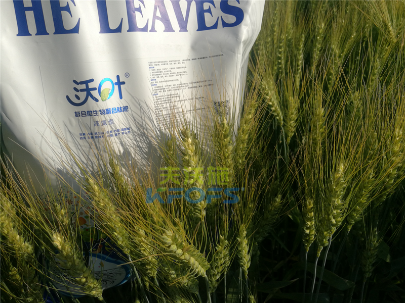 小麥用什么肥料好！