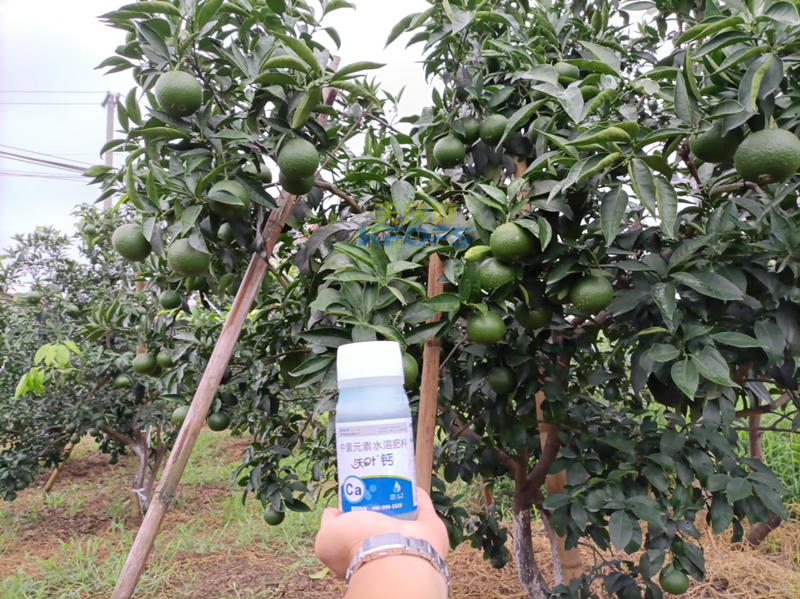 果樹補鈣用什么鈣肥好-沃葉鈣肥柑橘.png