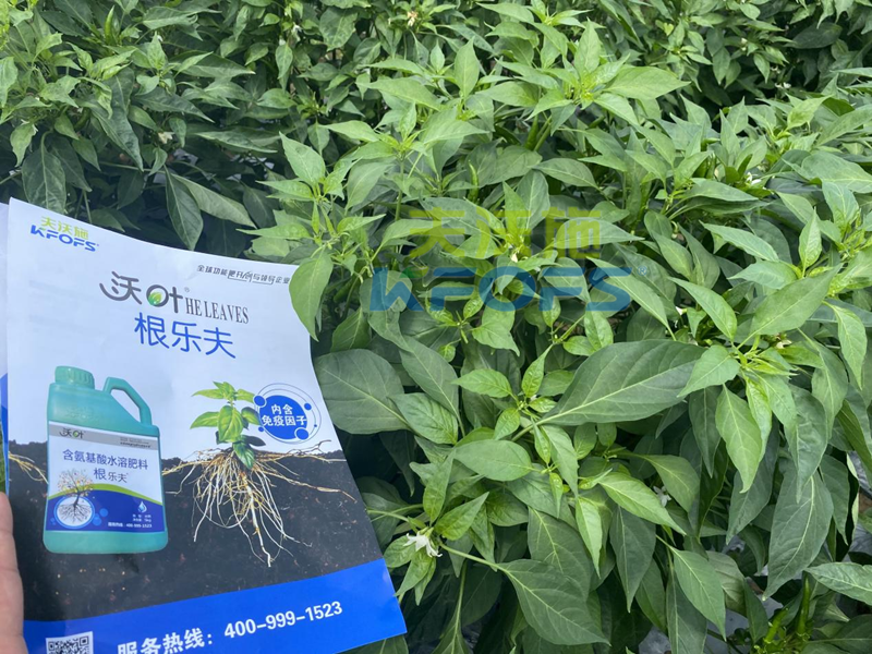 青椒種植用什么水溶肥？張大叔推薦沃葉