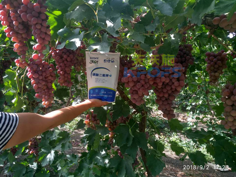 葡萄什么時候施肥1.png