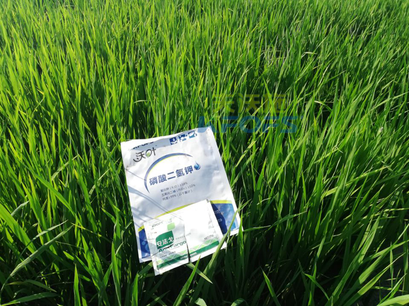 水稻用什么葉面肥好？2.png