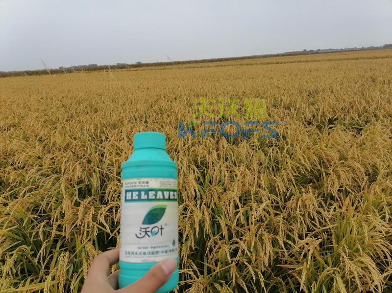 葉面肥如何選擇，王總實力推薦沃葉