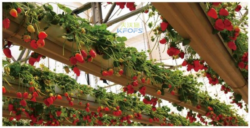 你不知道的以色列農(nóng)業(yè)節(jié)水？