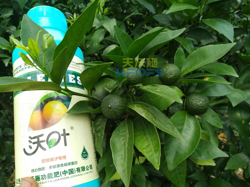 柑橘全年施肥習(xí)慣表 柑橘全年施肥習(xí)慣表