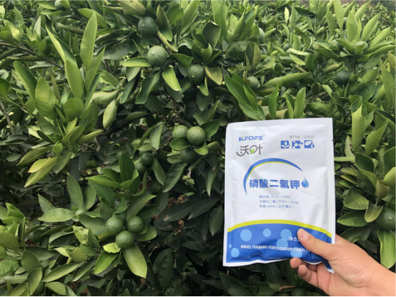 沃柑一年施肥方案 沃柑一年施肥方案