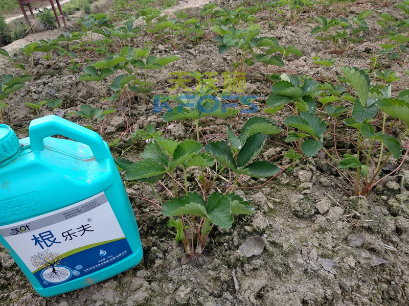 草莓如何施肥更高產(chǎn)？1.png
