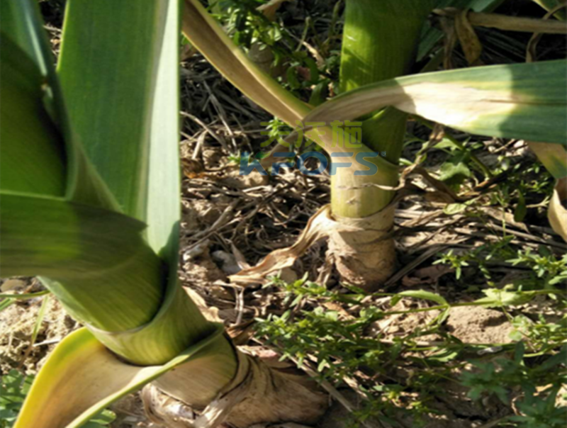 大蒜葉面肥使用方法？