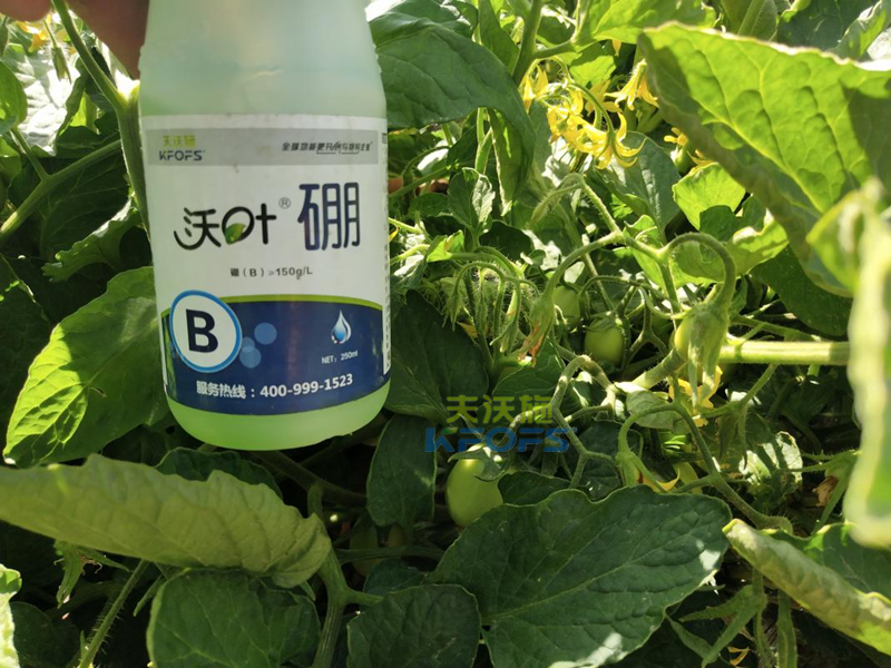 葉面肥什么時(shí)候打效果好-沃葉硼肥西紅柿1.png
