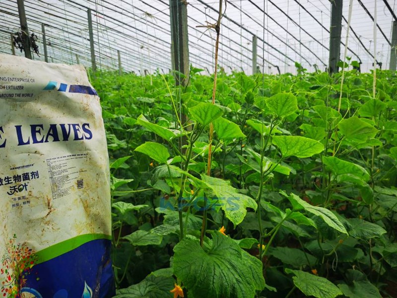 黃瓜用什么水溶肥，張大叔推薦沃葉