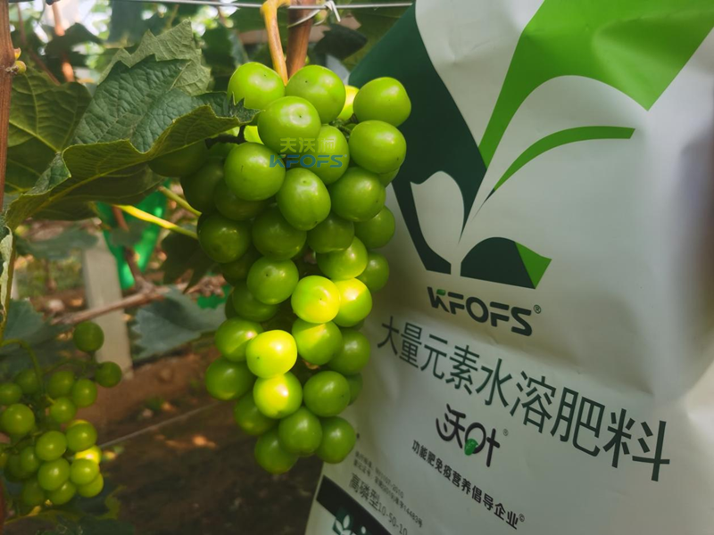 葡萄結(jié)果期用哪款水溶肥效果好？