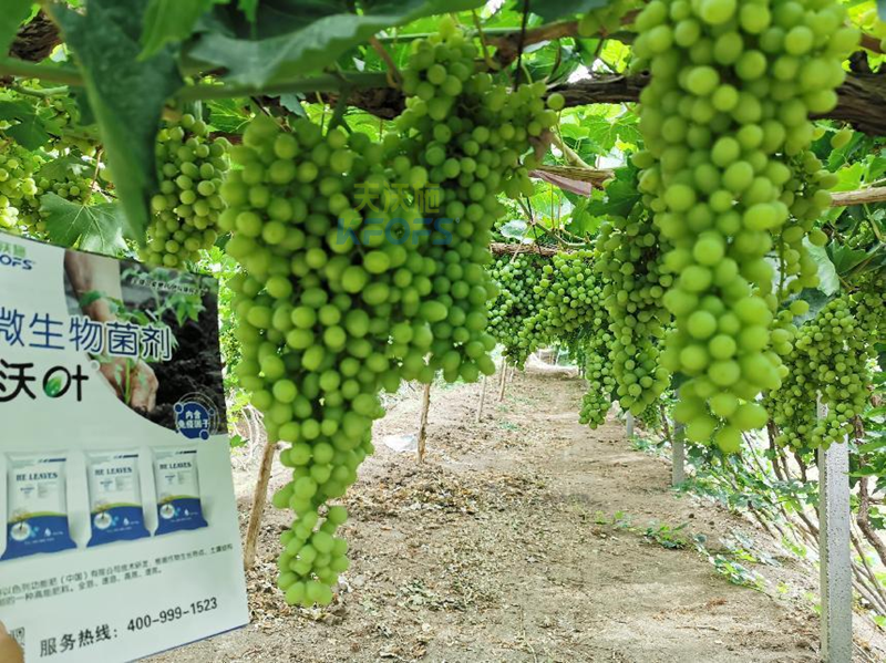 水溶肥那么多？應該怎么選？